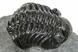 Phacopid (Adrisiops) Trilobite - Jbel Oudriss, Morocco #245293-1